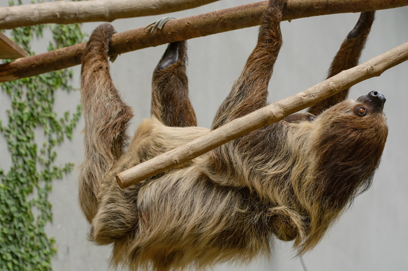 focus on foreground, unto, tree, branch, sloth, outdoors, nature, no people, primate, mammal, wildlife, animal head, depend, close-up, vertebrate, animals In The Wild