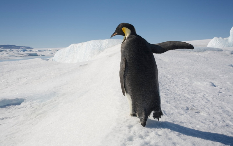 1080P, outdoors, animal, nature, sky, penguin, mountain, walk, blue, black, day, animal wildlife, frozen, animal themes, wildlife, white, cold temperature