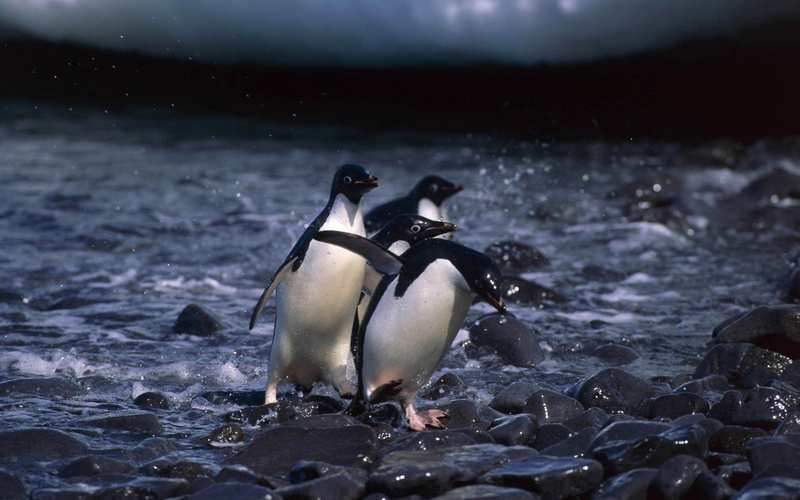 vertebrate, arctic, ice, focus on foreground, flightless Bird, beak, bird, colony, wildlife, penguin, rock - object, south Pole, animal, antarctic Peninsula