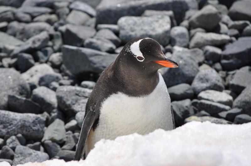 animal, penguin, water, feather, sea Bird, artic animal, rock - Object, bird, sea, beak, coastline, beauty In Nature, snow, water Bird, artic, close-up