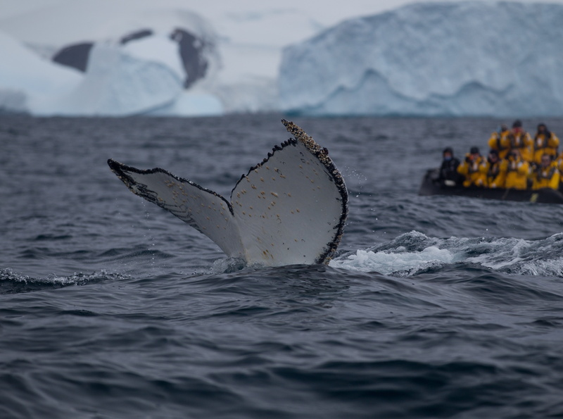 fluke, Peninsula, water, staart, slaps, animals in the wild, aquatic mammal, Whale, Antarctica, nature, mountain, bultrug, tail, snowcapped mountain, Cove