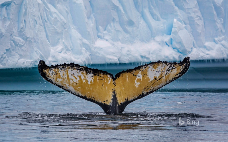 outdoors, beauty in nature, vertebrate, yellow, water, snow, one animal, antarctic, animal wildlife, des, whale, animals in the wild, cold temperature