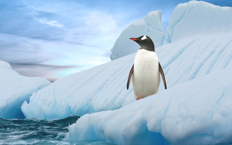  desktop, animal wildlife, day, antarctic, vertebrate, animals in the wild, ice, animal themes, black, sea, no people, 2K, outdoors, bird, nature