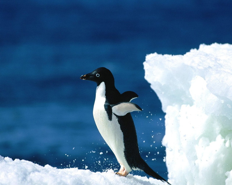 side view, 720P, antarctic Peninsula, winter, polar Climate, Bird, beauty In Nature, Birds, sea, outdoors, vertebrate, white color, ice, blue, white, black