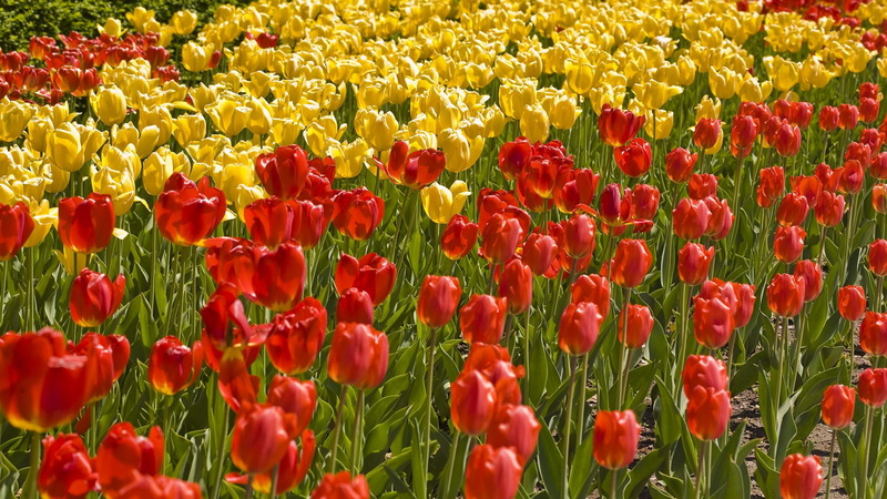 field, garden, tulip, nature, beautiful, scene, view, tulips, 3d and, flowers, 1080P, landscape, yellow, beauty, remind