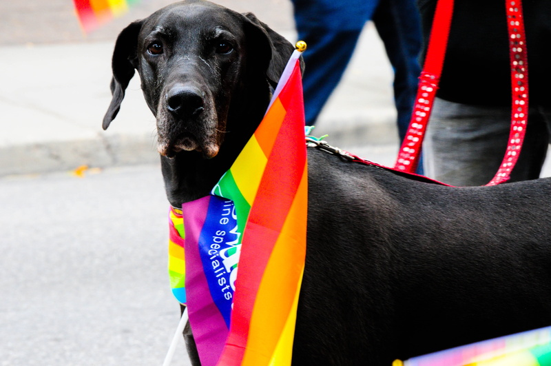 human, lgbtq, incidental people, pets, day, pet, canada, lgbtqium, calgary, canine, pride parade, lgbt, vertebrate, domestic animals, dog, black dog, domestic