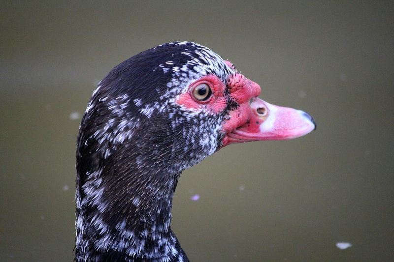 republic of korea, metallurgy, animal body part, nature, animal, poultry, duck, bird, profile view, lake, animal themes, one animal, red, animal wildlife