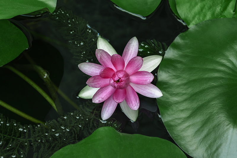 fragility, bright, flowering plant, petal, pollen, leaves, lotus water lily, aquatic plants, ornamental plants, pond smelt, the waters edge, purple, leaf