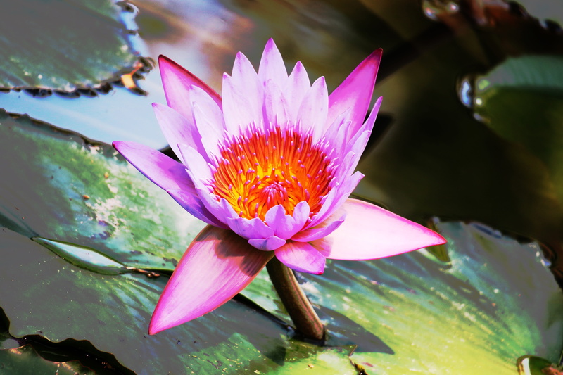 water, inflorescence, vulnerability, beautiful, park, flower head, water lily, lotus water lily, aquatic, water lilies, pink color, flower, freshness, pollen