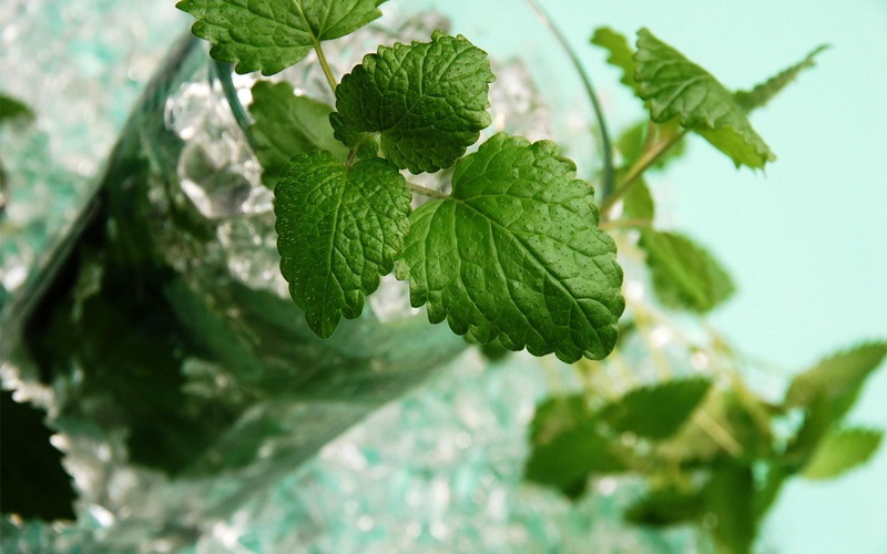 sunlight, no people, plant part, drinking glass, tree, close-up, mint leaf - culinary, nature, green color, closeup, focus on foreground, leaves, day, herb