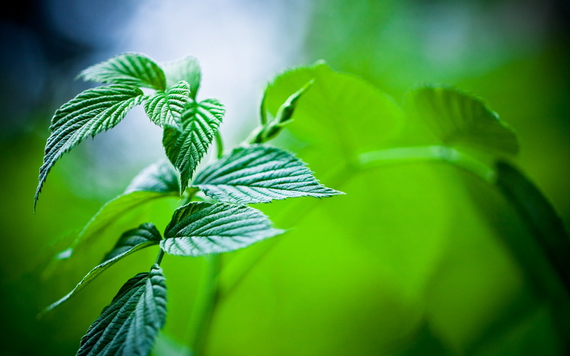 mint, 1080P, leaves