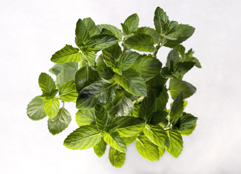 food and drink, green color, basil, sage, healthy eating, food, wellbeing, white background, mint, plant, indoors, no people, medicine, herbal medicine