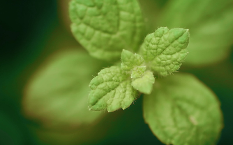 greed, springtime, plant, leaf, nature, peppermint, fragility, green, organic, herb, no People, botany, freshness, plant part, color Image, environment