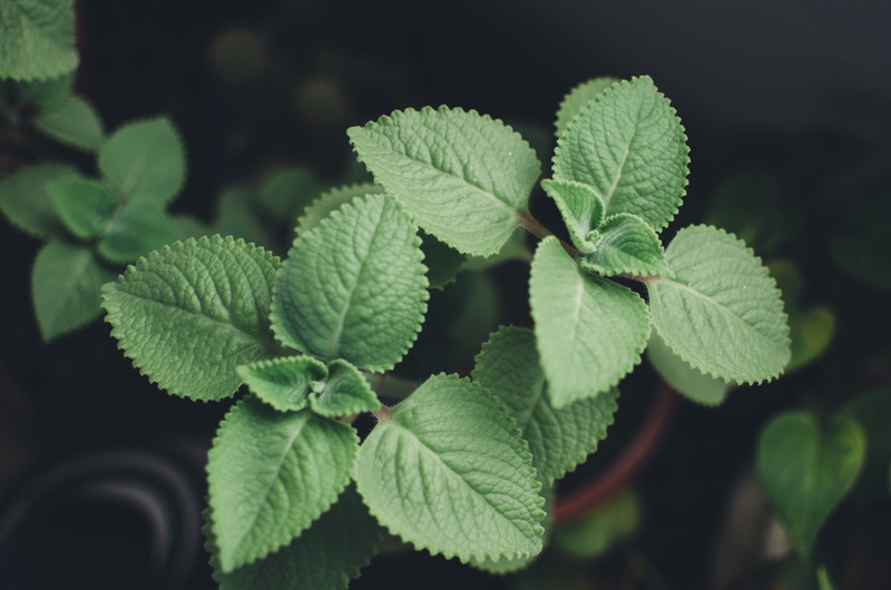 herb, vein, green, calm, close-up, growth, outdoors, hair, green color, moody, nature, healthcare and medicine, mint, natural pattern, plant, leaves, singapore