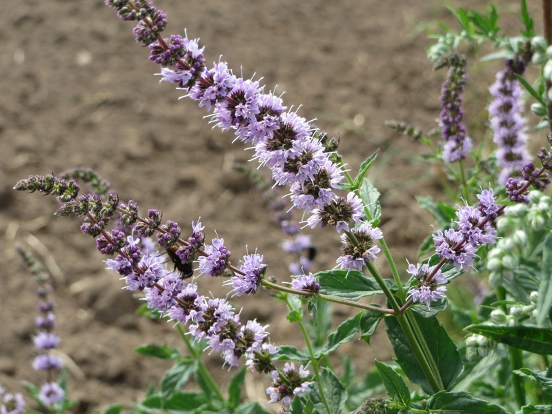 flower, petal, no people, flowering plant, selective focus, fragility, purple, day, growth, spear mint, botany, vulnerability, freshness, blooming, spearmint