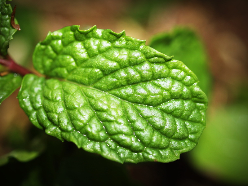 focus on foreground, dew, mint, peppermint, medicine, drop, wet, day, pepper mint, healthy, fragrant, raindrop, nature, beauty in nature, aroma, photo