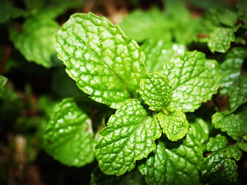 herb, drop, spice, day, focus on foreground, close-up, aromatic, backgrounds, nature, ingredient, leaf, 2K, photo, menthol, water, green, green color
