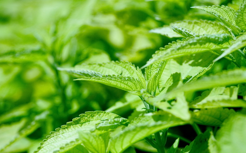 green Color, food and drink, plant, leaf, crop, leafed, drop, plant part, growth, agriculture, close-up, tea Crop, selective focus, macro, wet, summer