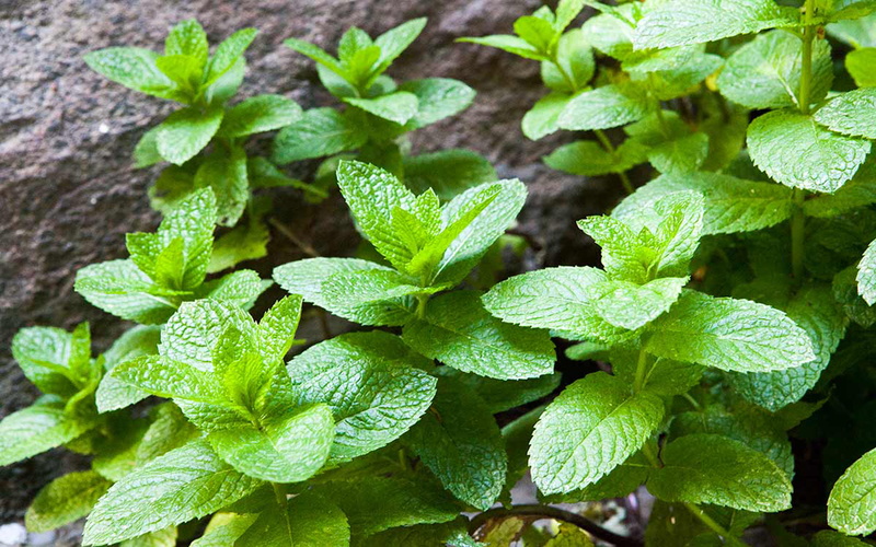 hd, herbal, ultra, peppermint, herbs, flavor, 4K