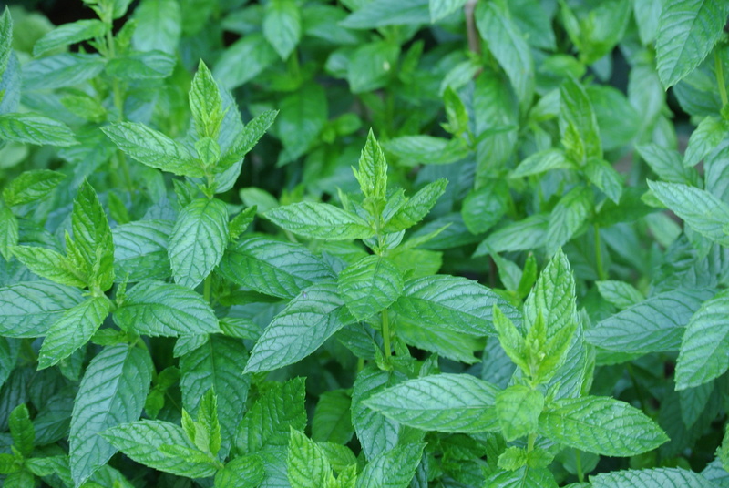 healthy, plant, day, plant part, mint leaf - culinary, herb, leaf, full frame, nature, herbs, freshness, tee, no people, leaves, peppermint tea, beauty in nature