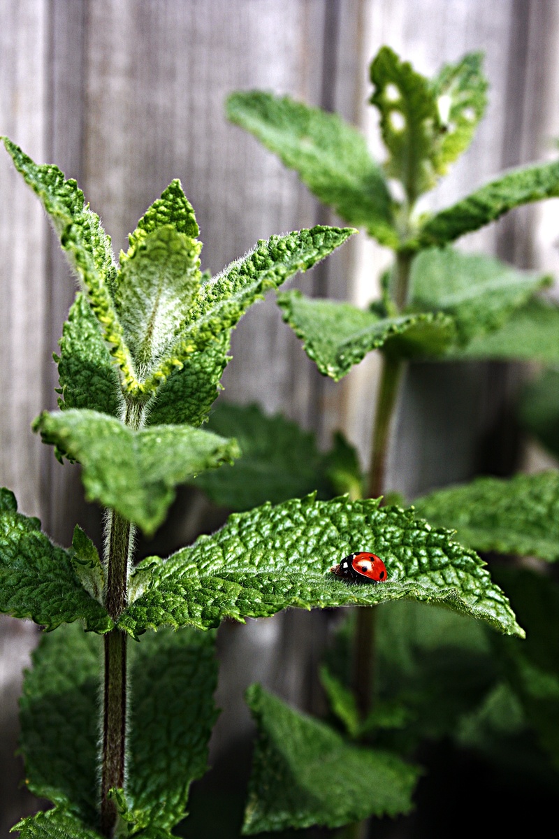 selective, photography, mint, peppermint, beauty in nature, no people, red, freshness, green color, tee, leaf, green, herbs, medicinal herbs, outdoors