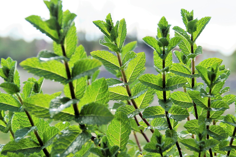 4K, leaves, green color, herb, Peppermint, day, outdoors, growth, food and drink, selective focus, green, Mojito, nature, botany, close-up, food, beauty in nature