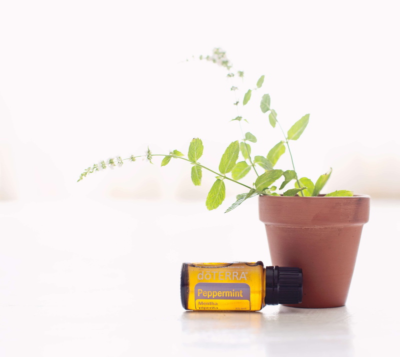 studio shot, beginnings, peppermint, flower pot, no people, copy space, nature, leaf, plant part, gardening, houseplant, herb, potted plant, seedling, growth