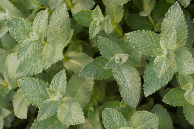 leaf, peppermint, nature, green color, food and drink, food, no people, hub, close-up, leaves, wellbeing, outdoors, healthy eating, growth, backgrounds