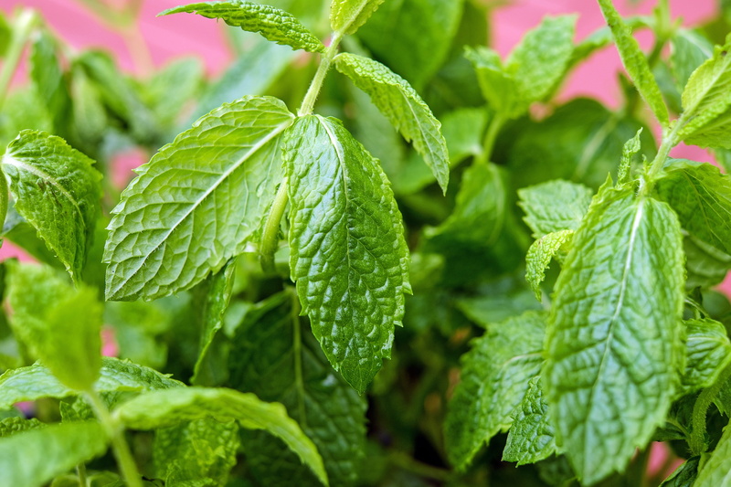 leaves, vegetable, day, food and drink, gardening, photography, no people, water, peppermint, herb, food, plant part, botany, outdoors, green, beauty in nature