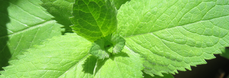 green, peppermint, plant part, mint leaf - culinary, food and drink, fragrant herb, leaf, aroma, freshness, 8K, nature, green color, lush foliage, beauty in nature