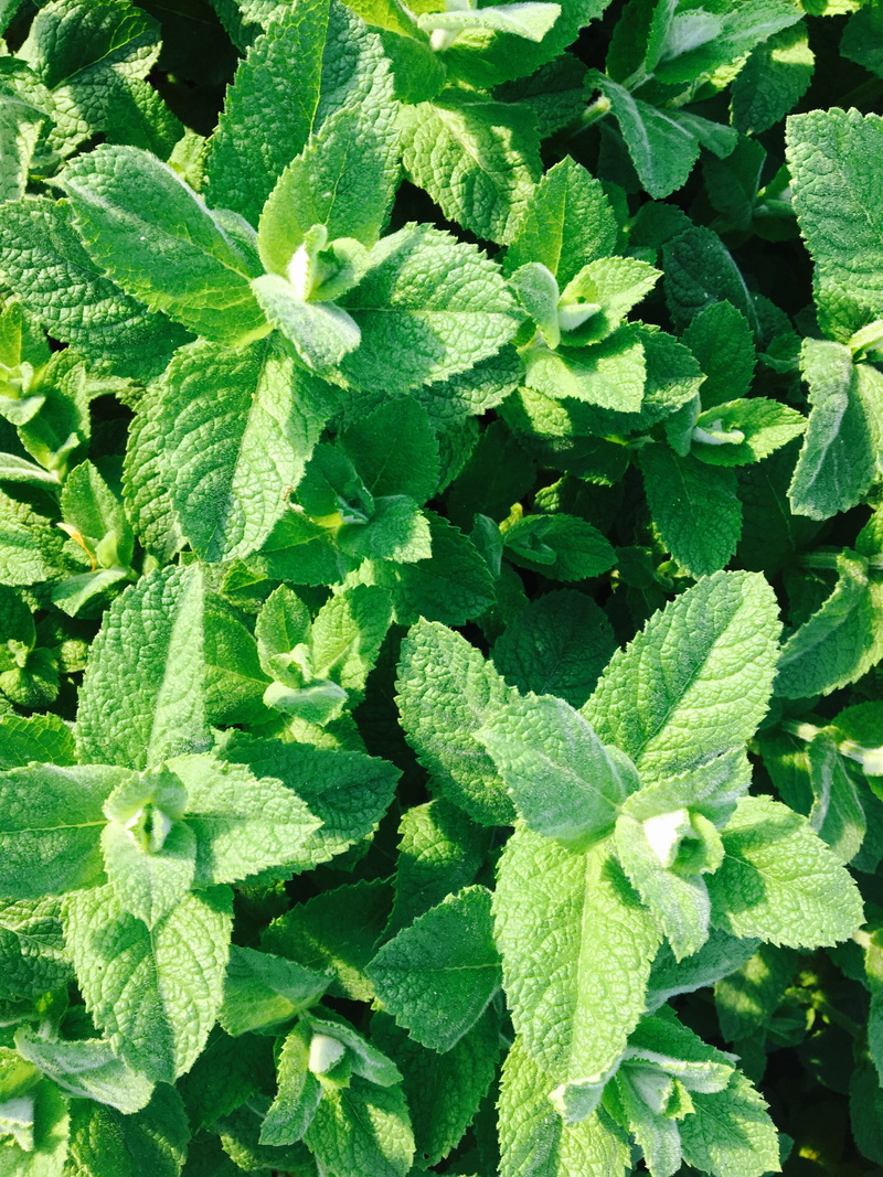 cosmetics, peppermint, active substance, close-up, kitchen, growth, leaf, mint, plant, directly above, food and drink, herb, mint leaf - culinary, day