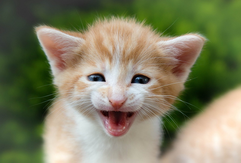 tabby, snout, baby, orange, pickle, kitten, 1080P