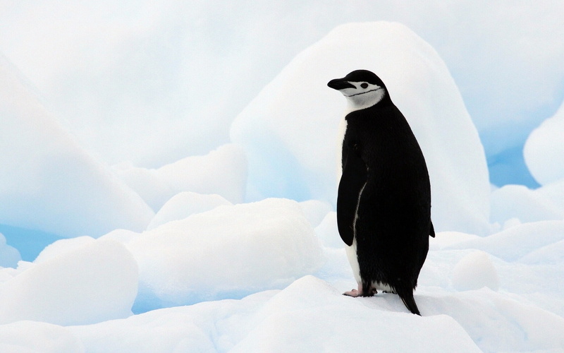 ice, animals, birds, penguins, 1080P, nature