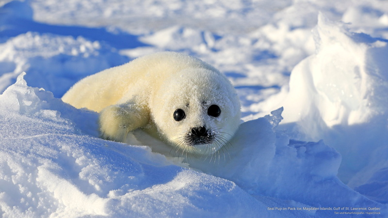 lawrence, st, 2K, gulf, ice, magdalen, quebec, islands, pack, Animals, pup, seal