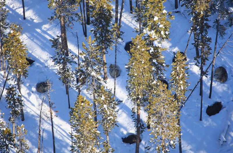 branch, wyoming, day, yellowstone national park, no people, low angle view, countryside, aerial view, outdoors, tree, beauty in nature, land, frozen, plant