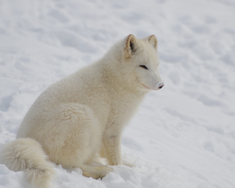 animal, canada, north, nature, cold, snow, land, animal wildlife, outdoors, one animal, winter, wild, animals in the wild, vertebrate, white, 2K, hunting