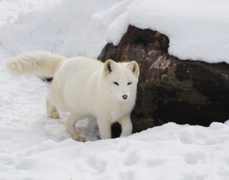 pets, animals in the wild, winter, nature, one animal, arctic, north, vertebrate, predator, beauty in nature, mammal, domestic animals, wilderness, fox