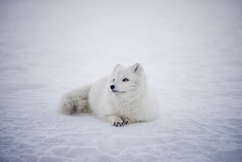 cute, fox, nature, daytime, animal themes, portrait, guys, something, mammal, surface, laying, day, 5K, snow, canine, white, animals in the wild, cold temperature
