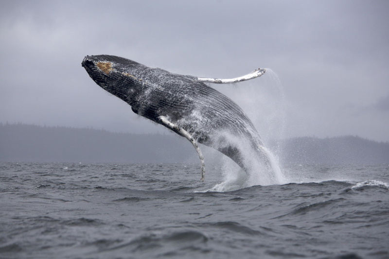 mammal, animal Fin, northern Alaska, sea Life, aquatic mammal, whale, carnivore, animal wildlife, animal themes, motion, tail Fin, pacific Ocean, splashing