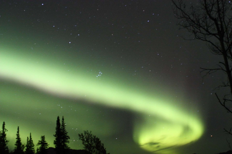 alaska, tranquil, bright, branch, bare tree, sky, aurora borealis, skyline, denali national park, tranquility, scenics - nature, preserve, trees, star - space