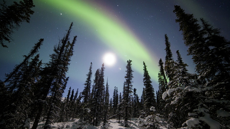 scenics - nature, growth, nature, denali national park, low angle view, sky, northern lights, aurora, outdoors, pine tree, no people, moon, beauty in nature
