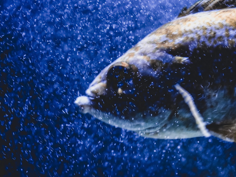 sea, vertebrate, universe, space, carp, swimming, shark, nature, sunlight, animal themes, beak, water, animals in the wild, tank, marine, aquarium, aquatic