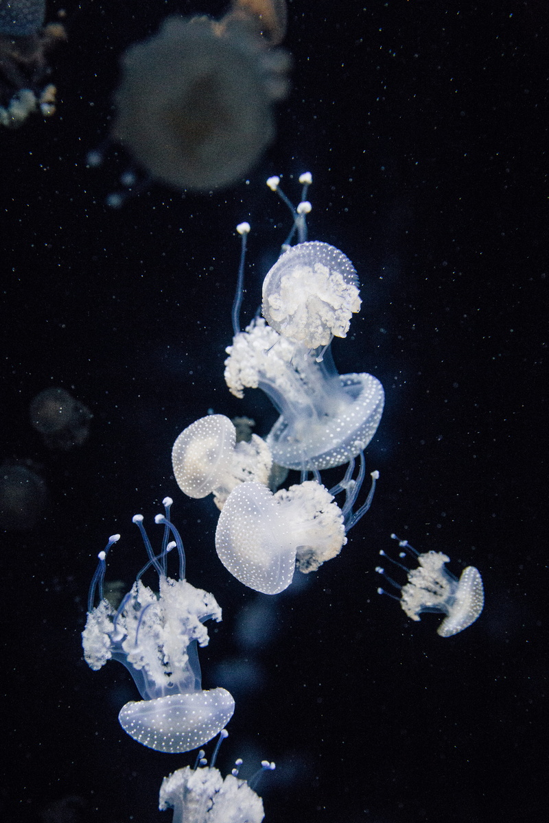 close-up, jellyfish, nature, astronomy, swimming, zoo, swim, group of animals, fish, no people, floating on water, invertebrate, sea life, animal wildlife