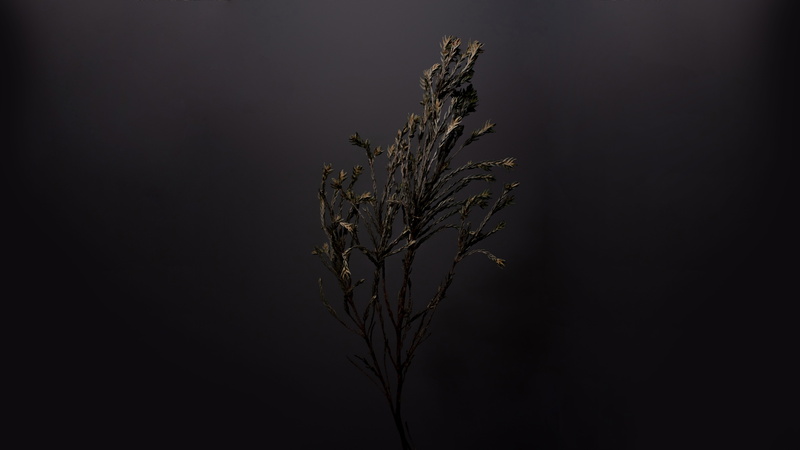 photo, still life, universe, dead plant, leaf, wildlife, branch, tranquility, nature, close-up, animal, moon, 8K, night, outdoors, bird, space, astronomy