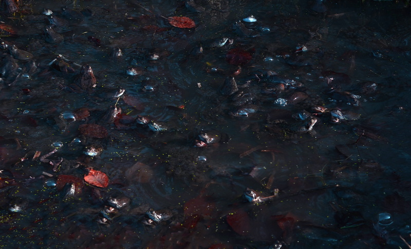 koi, marine, animal wildlife, quagmire, lake, animals in the wild, abundance, large group of animals, school of fish, rock, flock, aquatic, directly above