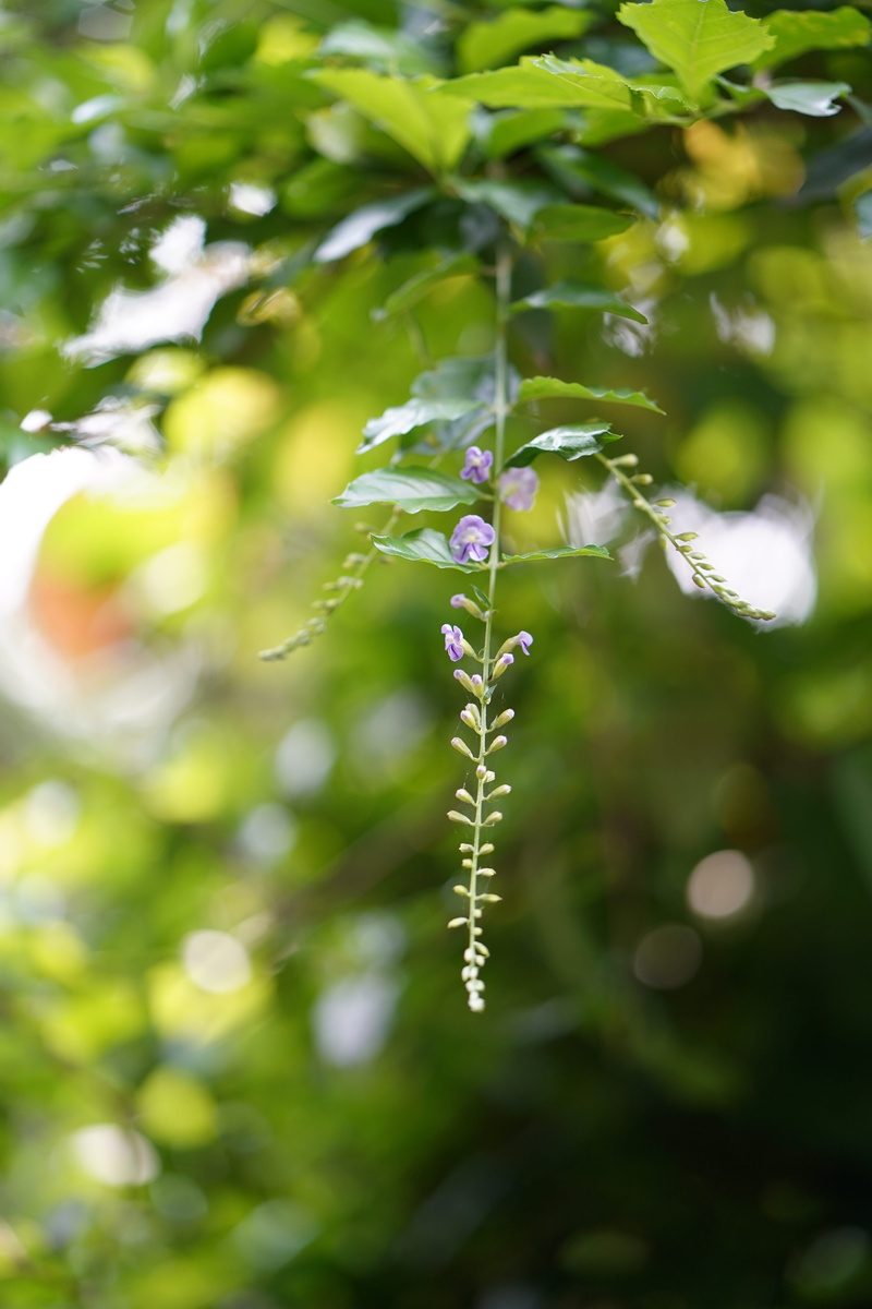 growth, freshness, beauty in nature, photography, holding, focus on foreground, fragility, black color, vulnerability, outdoors, nature, horizontal, no people