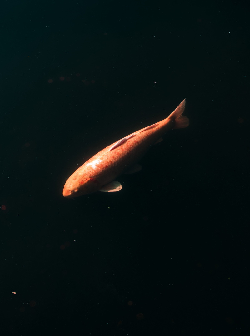 4K, marine, vertebrate, fish, full length, sea life, animal, shark, outdoors, outer space, animals in the wild, goldfish, nature, underwater, cool, water