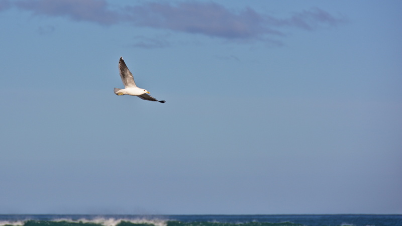 clouds, animal, animals in the wild, animal themes, 5K, beauty in nature, horizon over water, blue, bird, water, gray, ocean, outdoors, day, spread wings