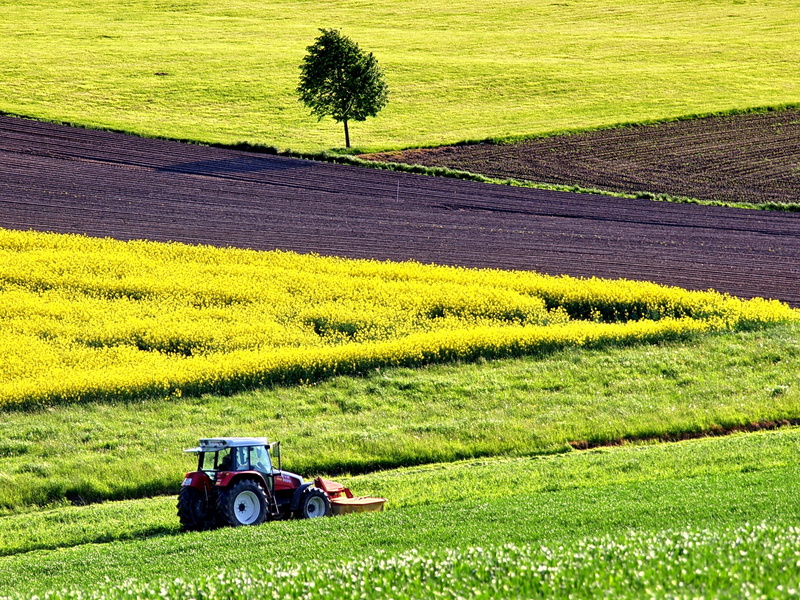 arable, field of rapeseeds, tree, tractors, landscape, field order, plant, agriculture, growth, scenics - nature, nature, beauty in nature, tractor, transportation