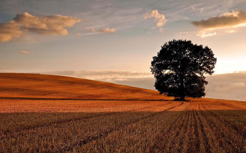 sunrise, 2K, nature, mowed, field, autumn
